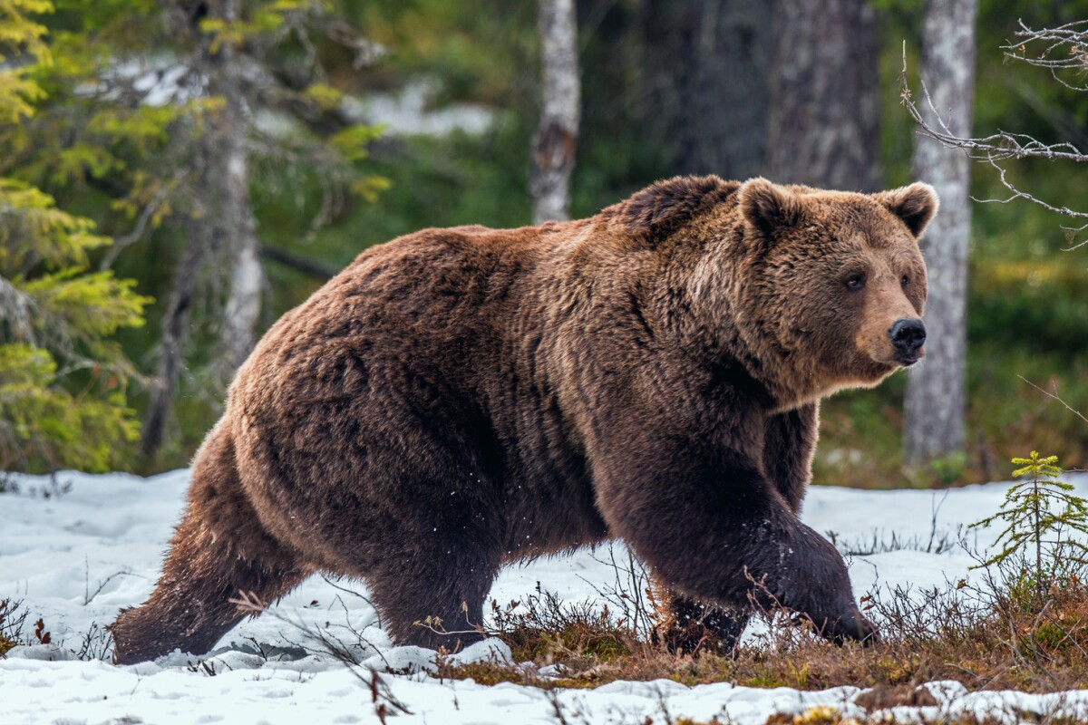 Гризли Северной Америки